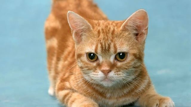 Породы кошек - Манчкин. [Munchkin (Cat Breed)] смотреть онлайн