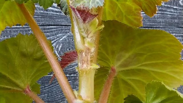 Ожоги на стволах клубневых бегоний смотреть онлайн