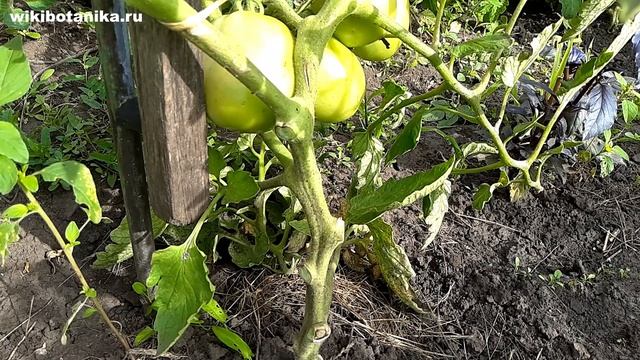 Как правильно ОБРЕЗАТЬ ЛИСТЬЯ ТОМАТОВ в июле и августе для обильного урожая. Нюансы и ошибки смотреть онлайн