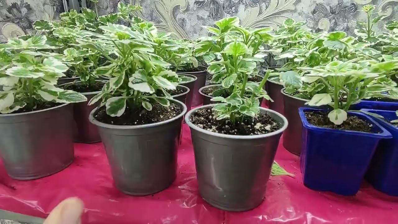 Растения для продажи. Какими отправляю цветы. Какая упаковка. Что делать после получения посылки. смотреть онлайн