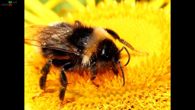 Пчёлы — "философские зомби" или сознательные существа? смотреть онлайн
