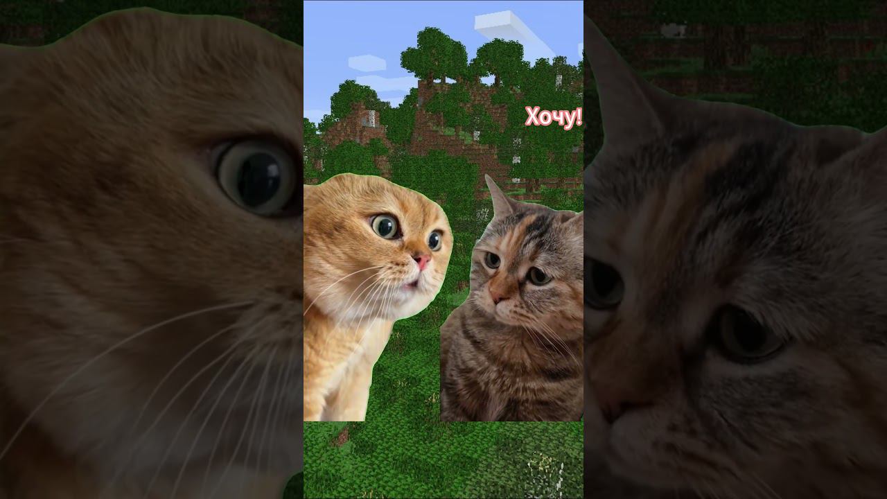 Смешные моменты с котиками #Shorts смотреть онлайн