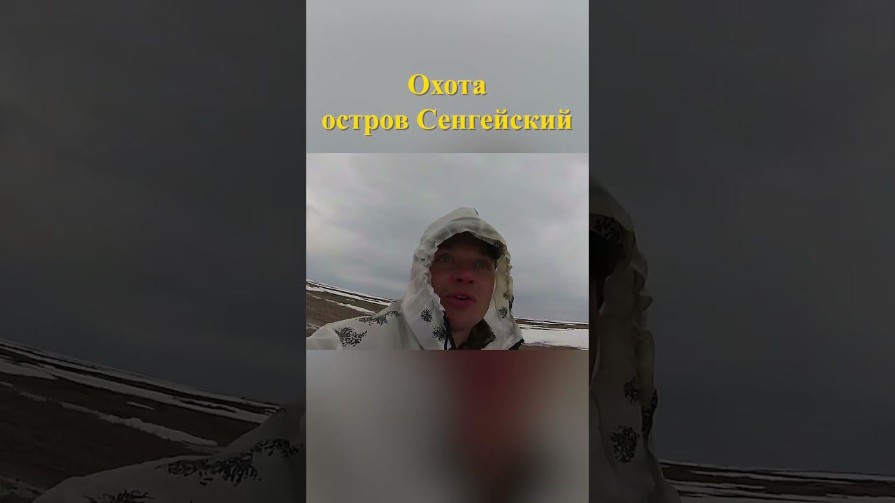 Охота на острове Сенгейский 4 #охотанагуся #охотавроссии смотреть онлайн