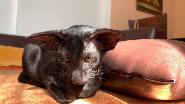 Oriental shorthair kitten, 5 m.o. смотреть онлайн