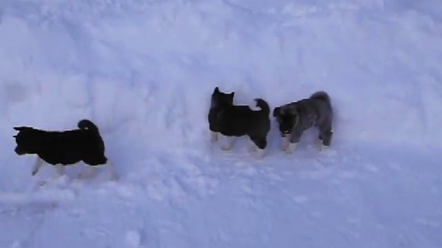 На зимних каникулах 06 января 2022 года, щенкам 50 дней. смотреть онлайн