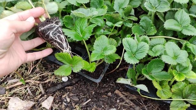 Какую рассаду клубники мы отгружаем нашим клиентам. Рассада клубники Альбион. смотреть онлайн