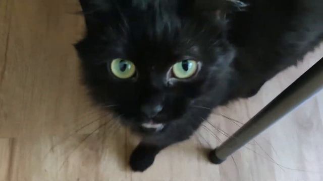 Что нужно понимать при покупке кошки смотреть онлайн