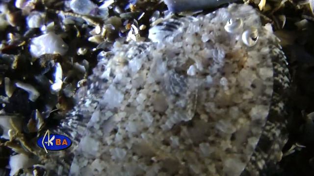 Sea bach. Арноглосс кесслера. Arnoglossus kessleri смотреть онлайн