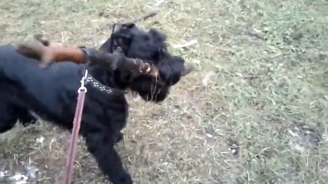 Прогулка с Белой, большая палка(2)