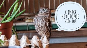 Сыч Лучик на своём наблюдательном посту бдит за наружей