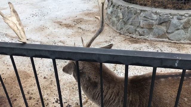 Самец лани пытается избавиться от рогов! смотреть онлайн