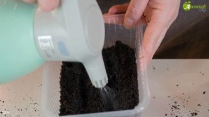 Когда сажать капусту на рассаду? Сроки посева всех видов капусты!