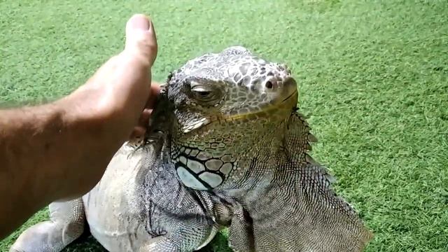 Великолепный самец обыкновенной игуаны (Iguana iguana) | Игуана это рептильная кошка :-) | Часть 1 смотреть онлайн