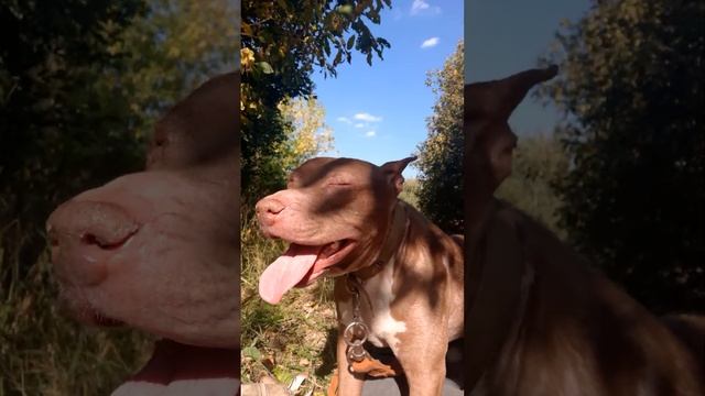 Гудини#шереметьевский #собаки #собакилучшелюдей #собакиулыбаки смотреть онлайн