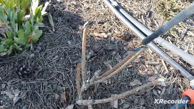 Обрезка гортензии метельчатой  весной. Укоренение черенков.