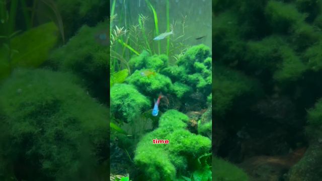 The end of the neon tetra saga 🥲 #fishtank #fish #plantedtank #plants #neontetra #tetra #freshwater смотреть онлайн