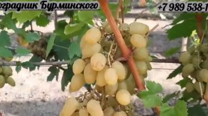 НОВИНКА!!! ГФ. Винограда ГРАЦИЯ (Калугин В.М.).