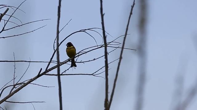 Овсянка дубровник. Прибайкалье смотреть онлайн