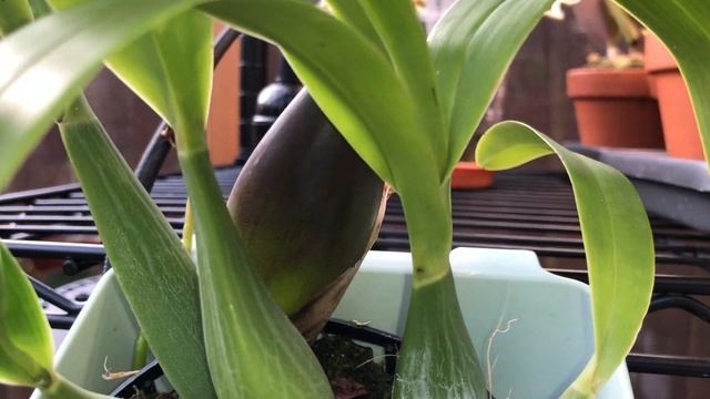 Oрхидеи отцветают, ищем цветоносы. Гуляем по теплице перед холодами ? смотреть онлайн