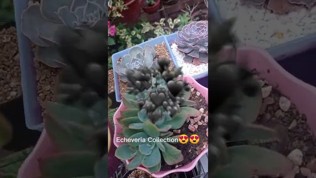 Echeveria Collection💚 смотреть онлайн