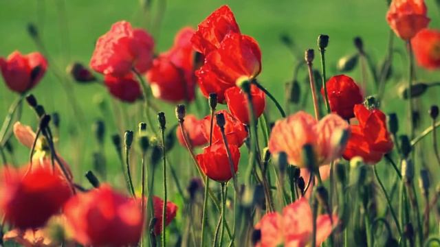 Mazurka No. 1 in F sharp minor, Op. 6, No. 1Ê Mazurka No. 1!@ смотреть онлайн