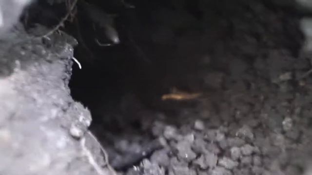 Смотрим в дырку норку в земле и на муравейник у берега реки смотреть онлайн