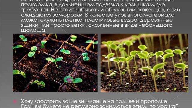 Занятие №3 Объединение «Юный агроном». смотреть онлайн