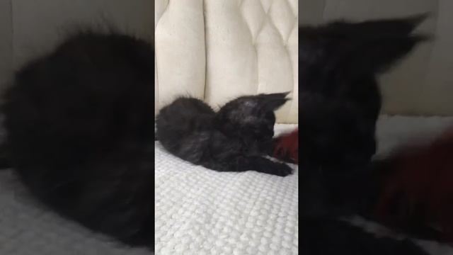 Нежная кошечка Нора / кошечка Мейн Кун / Мейн Кун черный дым смотреть онлайн