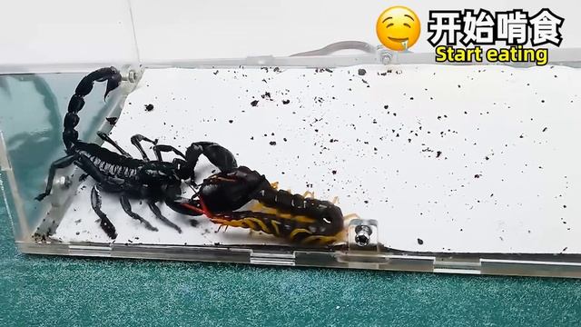 蠍子 VS 蜈蚣，結局不可思議！Scorpion VS Centipede смотреть онлайн