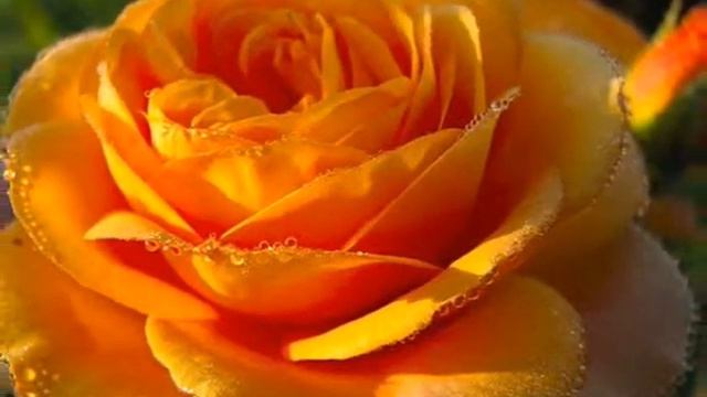 Розы - прекрасные цветы Roses - fine flowers смотреть онлайн