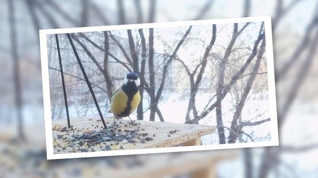 Зимняя кормушка для птиц смотреть онлайн