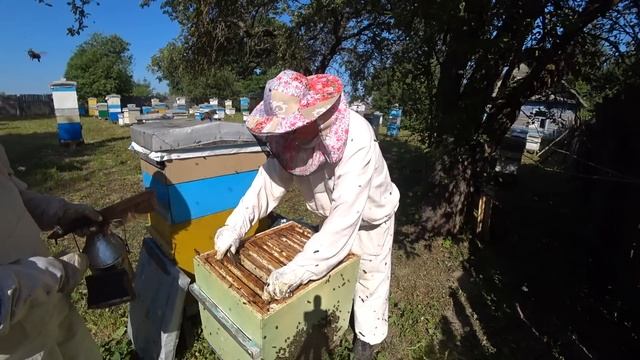 Как я формирую улья -  медовики