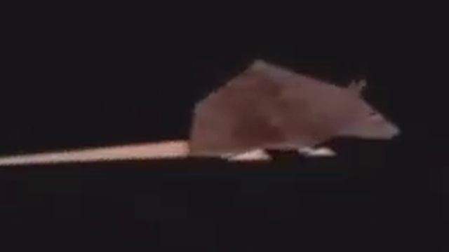 крыса жёстко крутится под эпическую музыку 10 минут!!! смотреть онлайн