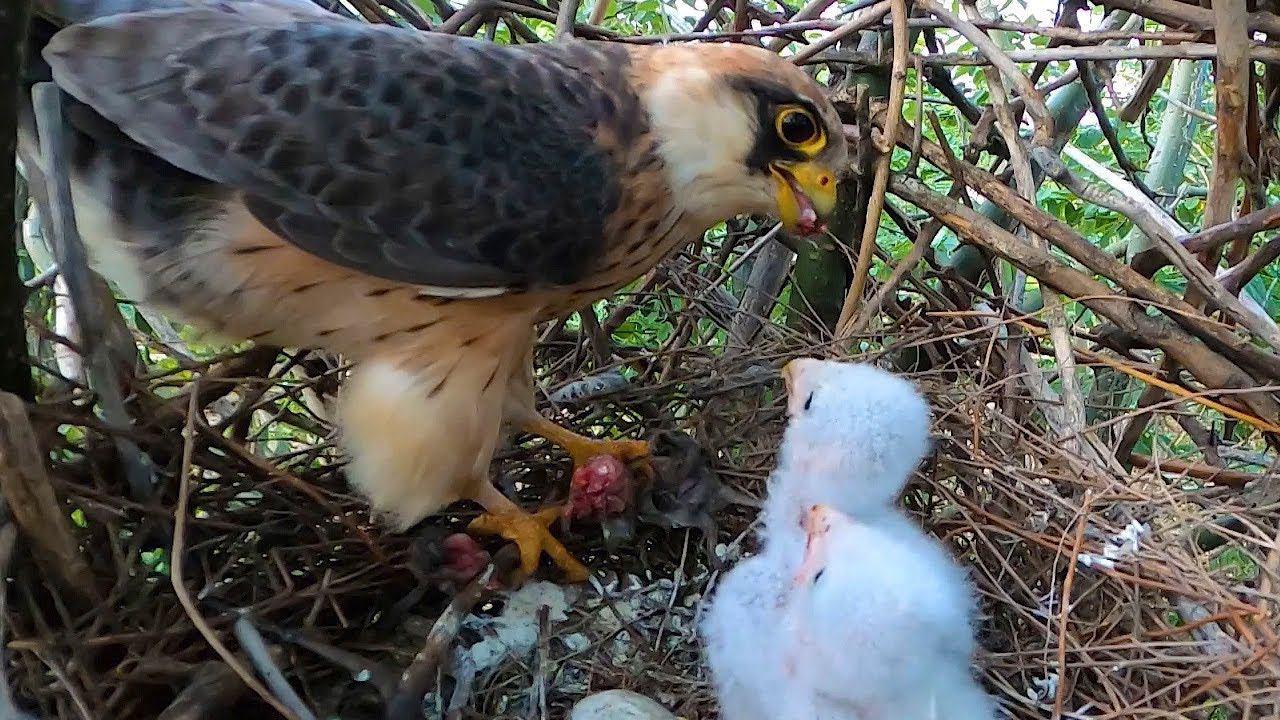 Гнездо Кобчика / Кормление птенцов / Red-footed falcon nest смотреть онлайн