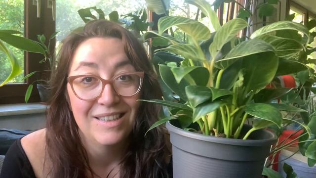 Variegated Plant Tour - Florida Ghost, Philodendron Standleyana (Cobra) and more... смотреть онлайн