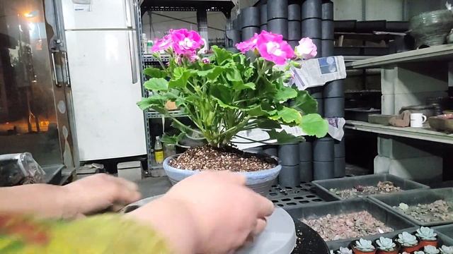 버뮤다 제라늄 로즈 분갈이(봄맞이 분갈이) смотреть онлайн