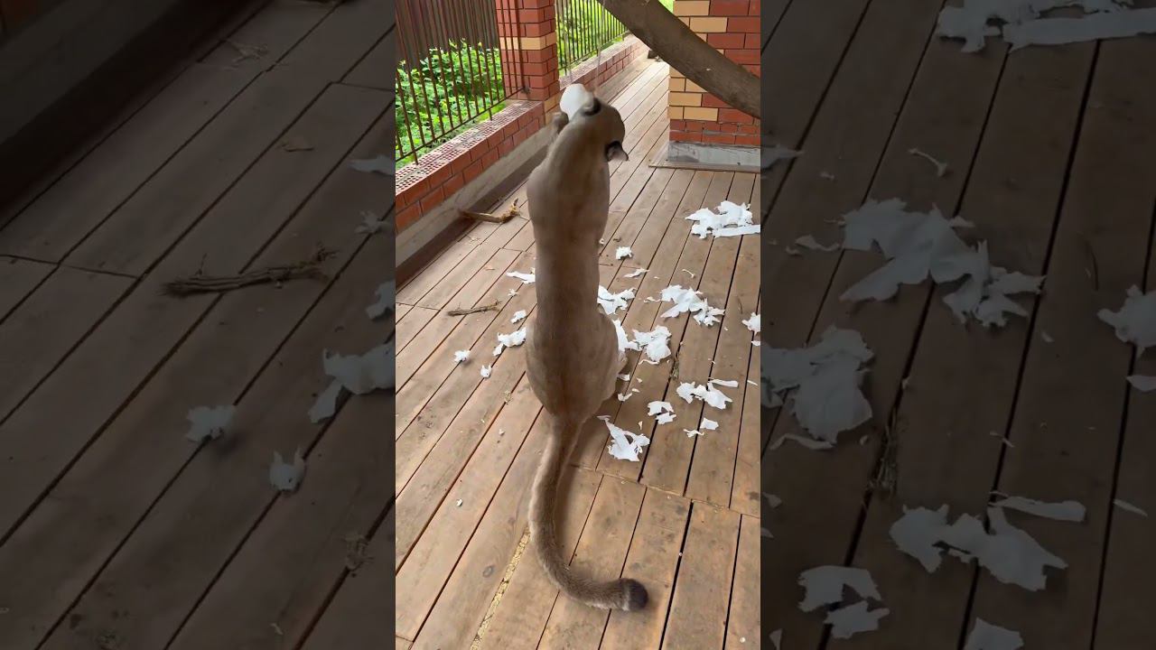 The cat's biggest weakness))   #animals #puma #cat #bigcat #wildlife #pumaBraige