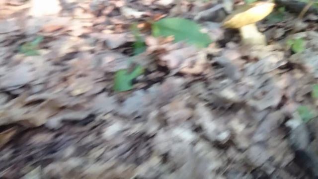 Белые (полубелые) грибы. Дубовый лес. смотреть онлайн