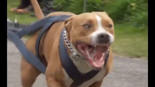 Pitbullshow 2011.mpg смотреть онлайн