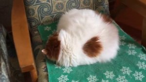 Злая кошка, шипит