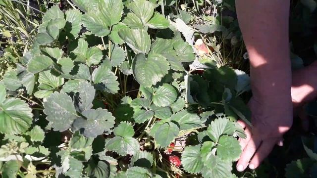 Клубника сорта Черный принц