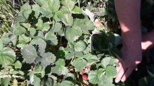 Клубника сорта Черный принц