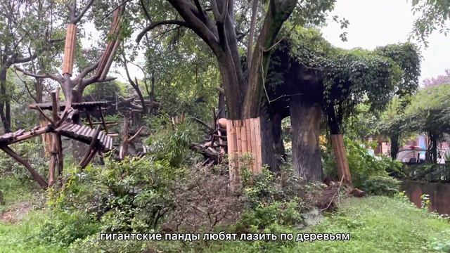 Погуляете вместе со мной по зоопарку гигантских панд в Чэнду. смотреть онлайн