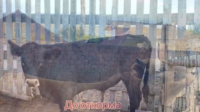 До и после Гиганты ??? смотреть онлайн