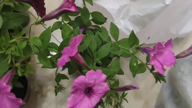 Сурфинии и петунии для балкона. 20 штук и все разные))) смотреть онлайн