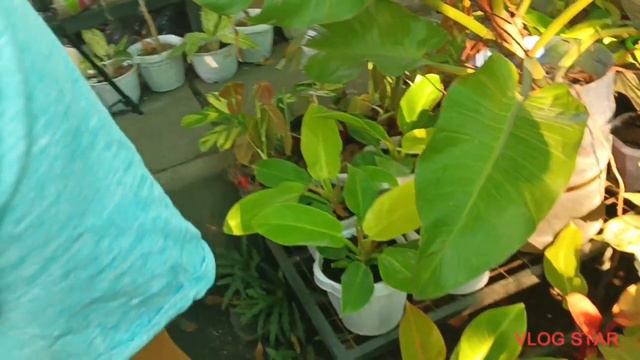 Tips For Caring Indoor Plants or Even Outdoor Plants Self Watering is one of the work it to Caring смотреть онлайн