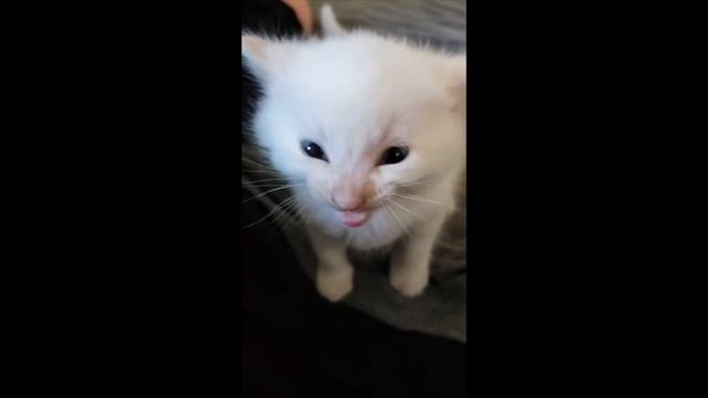 Hi, Herbert Part two смотреть онлайн