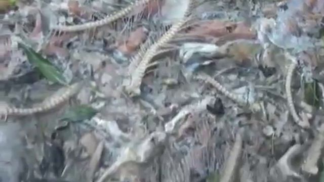 ловля лосося в реках и море на Сахалина смотреть онлайн