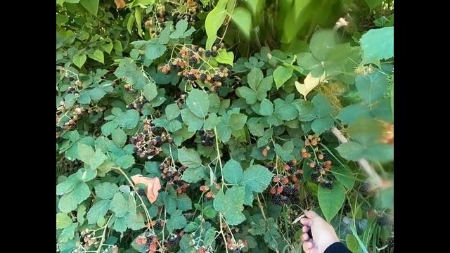 Pink Salmon Fishing in the Puyallup River смотреть онлайн