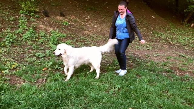 Game "Doggie" with a toy - Ms.Alya Golden. Игра "Собачка" с игрушкой. смотреть онлайн
